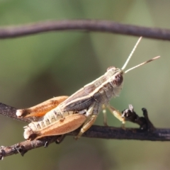 Phaulacridium vittatum (Wingless Grasshopper) at Red Hill to Yarralumla Creek - 22 Feb 2024 by LisaH