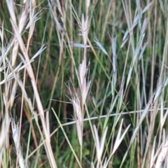 Rytidosperma sp. (Wallaby Grass) at O'Malley, ACT - 22 Feb 2024 by WalkYonder