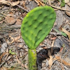 Opuntia ficus-indica (Indian Fig, Spineless Cactus) at O'Malley, ACT - 22 Feb 2024 by WalkYonder