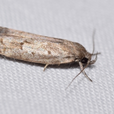Philobota (genus) by DianneClarke