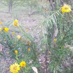 Xerochrysum viscosum (Sticky Everlasting) at Hughes, ACT - 21 Feb 2024 by GarranCubs