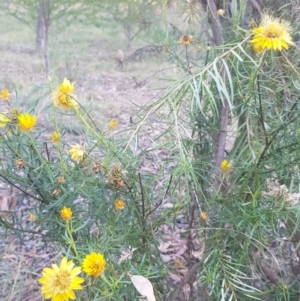 Xerochrysum viscosum at Red Hill to Yarralumla Creek - 21 Feb 2024