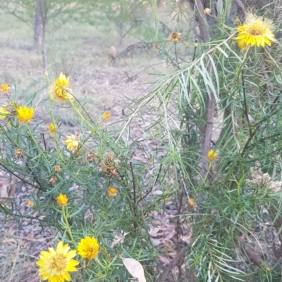 Xerochrysum viscosum (Sticky Everlasting) at Red Hill to Yarralumla Creek - 21 Feb 2024 by GarranCubs