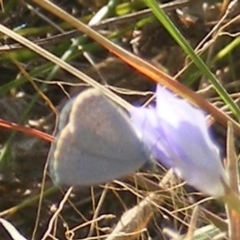 Zizina otis (Common Grass-Blue) at Crace, ACT - 22 Feb 2024 by MichaelMulvaney