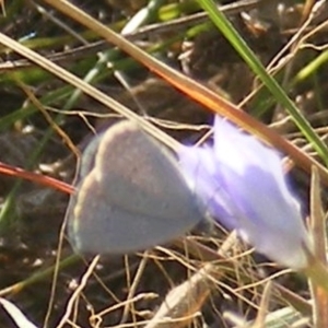 Zizina otis at Gungaderra Grassland (GUN_6) - 22 Feb 2024