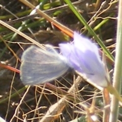 Zizina otis at Gungaderra Grassland (GUN_6) - 22 Feb 2024 05:08 PM