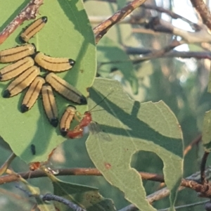 Paropsisterna cloelia at Hughes Garran Woodland - 21 Feb 2024 07:09 PM