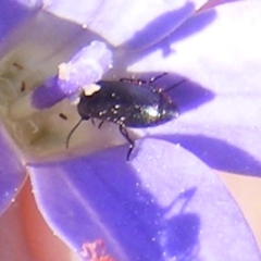 Dasytinae (subfamily) at Gungaderra Grassland (GUN_6) - 22 Feb 2024