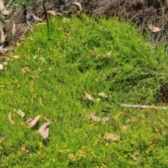 Chrysocephalum semipapposum at Scrivener Hill - 22 Feb 2024 01:28 PM