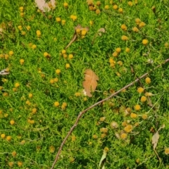 Chrysocephalum semipapposum at Scrivener Hill - 22 Feb 2024