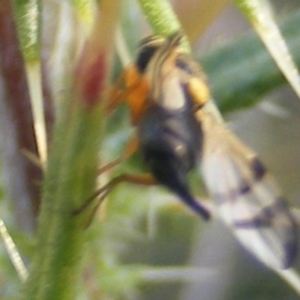 Euribia sp. (genus) at Gungaderra Grassland (GUN_6) - 22 Feb 2024