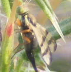 Euribia sp. (genus) at Gungaderra Grassland (GUN_6) - 22 Feb 2024