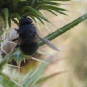 Calliphora sp. (genus) at Gungaderra Grassland (GUN_6) - 22 Feb 2024 05:15 PM