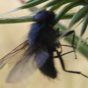 Calliphora sp. (genus) at Gungaderra Grassland (GUN_6) - 22 Feb 2024 05:15 PM