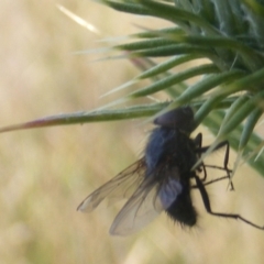 Calliphora sp. (genus) at Gungaderra Grassland (GUN_6) - 22 Feb 2024 05:15 PM