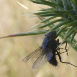 Calliphora sp. (genus) at Gungaderra Grassland (GUN_6) - 22 Feb 2024 05:15 PM