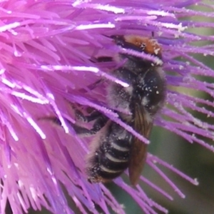 Megachile (Eutricharaea) maculariformis at Gungaderra Grassland (GUN_6) - 22 Feb 2024