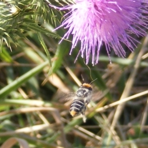 Megachile (Eutricharaea) maculariformis at Gungaderra Grassland (GUN_6) - 22 Feb 2024