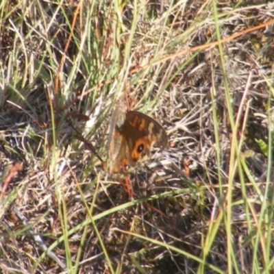 Junonia villida (Meadow Argus) at Gungaderra Grassland (GUN_6) - 22 Feb 2024 by MichaelMulvaney