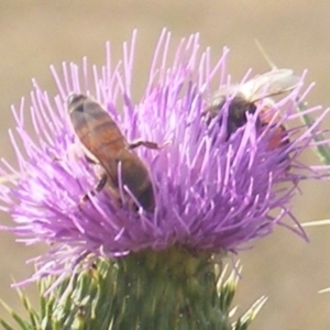 Apis mellifera at Gungaderra Grassland (GUN_6) - 22 Feb 2024 05:21 PM