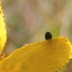 Dasytinae (subfamily) (Soft-winged flower beetle) at Gungaderra Grassland (GUN_6) - 22 Feb 2024 by MichaelMulvaney