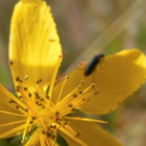 Dasytinae (subfamily) at Gungaderra Grassland (GUN_6) - 22 Feb 2024 05:23 PM