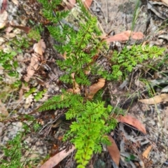 Cheilanthes sieberi subsp. sieberi (Narrow Rock Fern) at Scrivener Hill - 22 Feb 2024 by WalkYonder