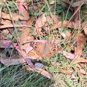 Junonia villida at Farrer Ridge NR  (FAR) - 22 Feb 2024 12:59 PM