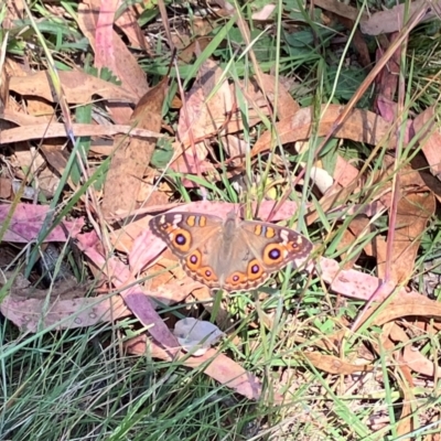 Junonia villida (Meadow Argus) at Farrer Ridge NR  (FAR) - 22 Feb 2024 by melchapman