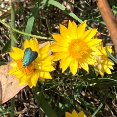 Pollanisus (genus) (A Forester Moth) at Farrer Ridge NR  (FAR) - 22 Feb 2024 by melchapman