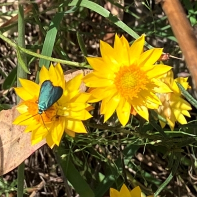 Pollanisus (genus) (A Forester Moth) at Farrer, ACT - 22 Feb 2024 by melchapman