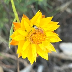 Ichneumonoidea (Superfamily) at Farrer Ridge NR  (FAR) - 22 Feb 2024 01:05 PM