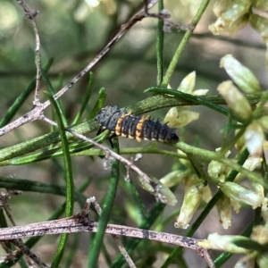 Harmonia conformis at Farrer Ridge NR  (FAR) - 22 Feb 2024 12:26 PM