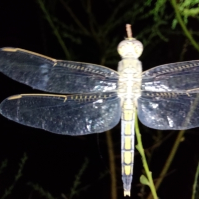 Orthetrum caledonicum (Blue Skimmer) at Albury - 22 Feb 2024 by RobCook