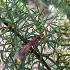 Chalcidoidea (superfamily) (A gall wasp or Chalcid wasp) at Farrer Ridge NR  (FAR) - 22 Feb 2024 by melchapman