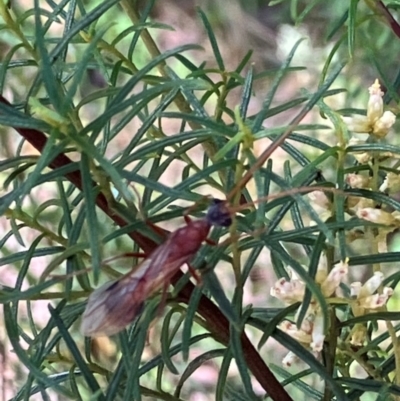 Chalcidoidea (superfamily) (A gall wasp or Chalcid wasp) at Farrer Ridge - 22 Feb 2024 by melchapman