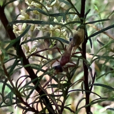 Myrmecia sp. (genus) (Bull ant or Jack Jumper) at Farrer Ridge NR  (FAR) - 22 Feb 2024 by melchapman