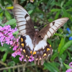 Papilio aegeus (Orchard Swallowtail, Large Citrus Butterfly) at QPRC LGA - 22 Feb 2024 by MatthewFrawley