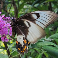 Papilio aegeus at QPRC LGA - 22 Feb 2024 05:23 PM