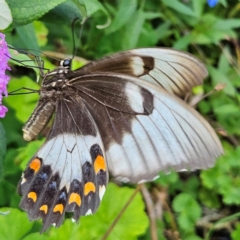 Papilio aegeus at QPRC LGA - 22 Feb 2024 05:23 PM