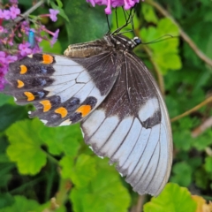 Papilio aegeus at QPRC LGA - 22 Feb 2024 05:23 PM