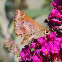 Dispar compacta (Barred Skipper) at QPRC LGA - 22 Feb 2024 by MatthewFrawley