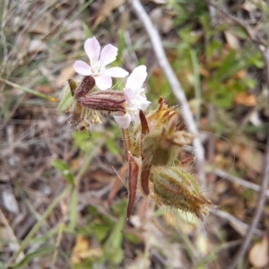 Silene gallica var. gallica at Mount Majura - 21 Feb 2024 02:57 PM