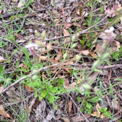 Silene gallica var. gallica at Mount Majura - 21 Feb 2024