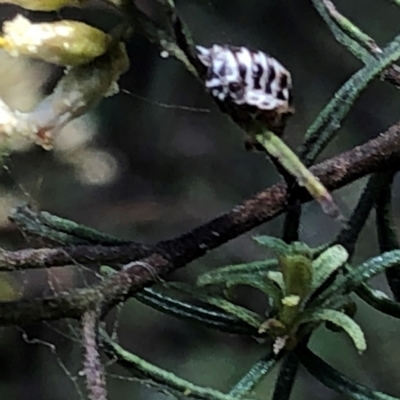 Melanococcus sp. (genus) (A mealy bug) at Farrer Ridge NR  (FAR) - 22 Feb 2024 by melchapman