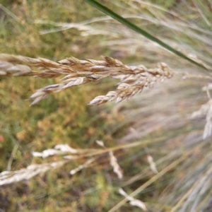 Poa sp. at Mount Majura - 21 Feb 2024