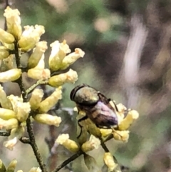 Stomorhina sp. (genus) (Snout fly) at Farrer Ridge - 22 Feb 2024 by melchapman