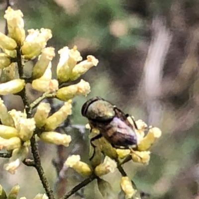 Stomorhina sp. (genus) (Snout fly) at Farrer, ACT - 22 Feb 2024 by melchapman