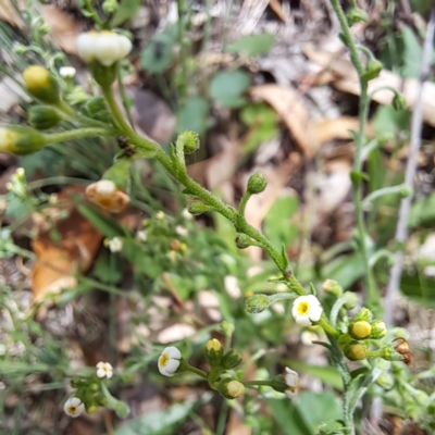 Hackelia suaveolens (Sweet Hounds Tongue) at Mount Majura - 21 Feb 2024 by abread111