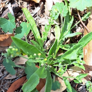 Hackelia suaveolens at Mount Majura - 21 Feb 2024